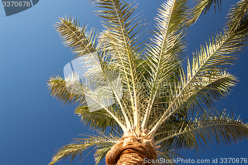 Image of Palm trees