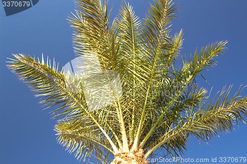 Image of Palm trees