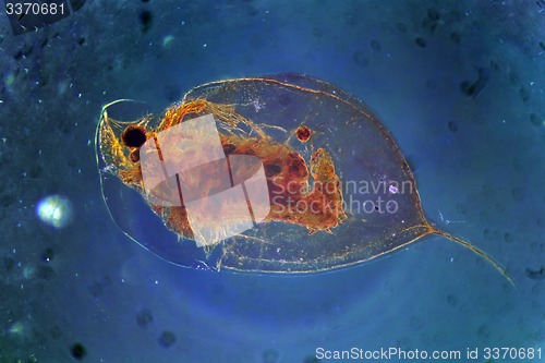 Image of Daphnia Cladocera Magnification