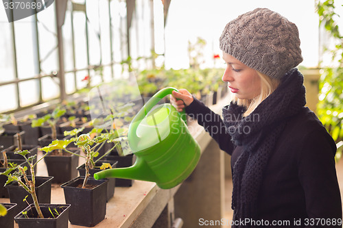 Image of Florists woman working in greenhouse. 