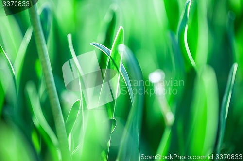 Image of Green grass. Soft focus