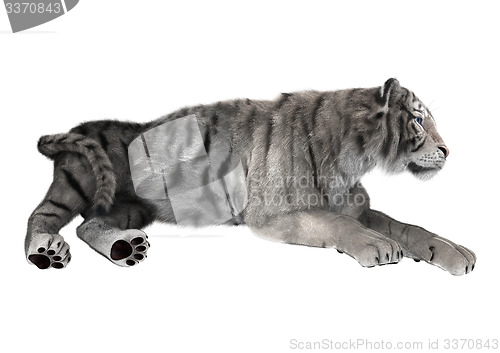 Image of White Tiger