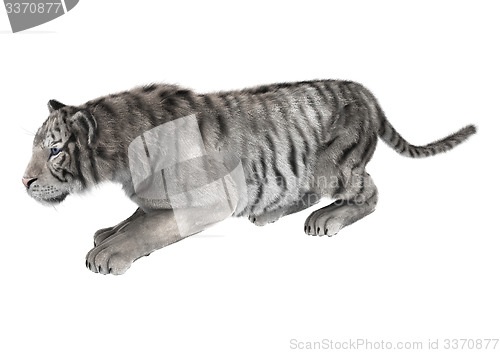 Image of White Tiger
