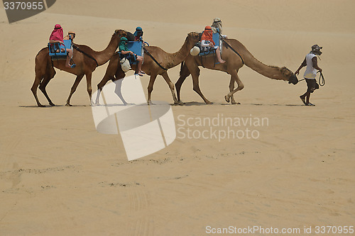 Image of Dromedaries in Natal dune,Brazil