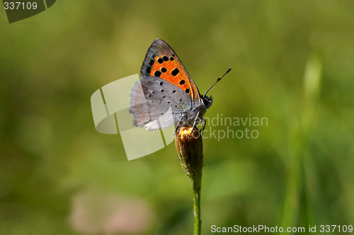 Image of butterfly on bud