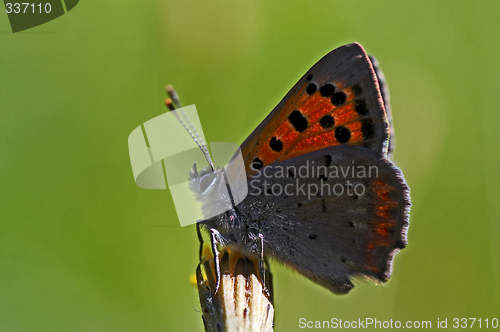 Image of golden butterfly