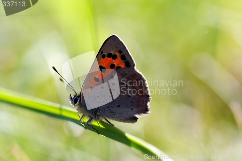 Image of butterfly on straw