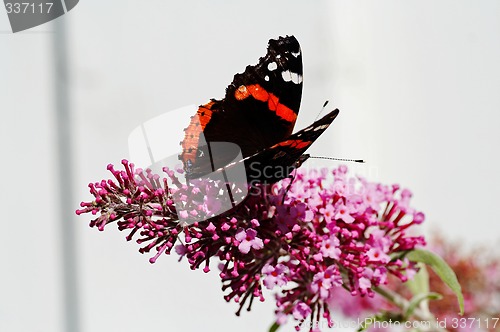 Image of butterfly on pink flower