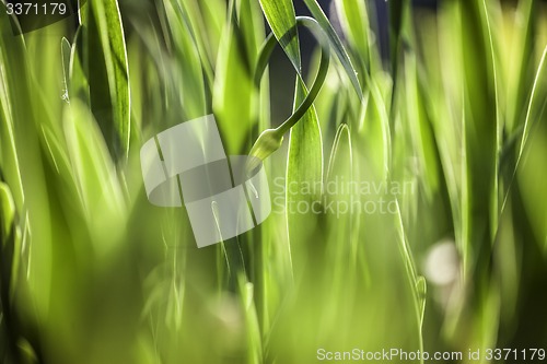 Image of Green grass. Soft focus