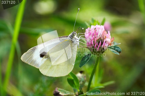 Image of white butterfly on pink clover