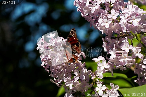 Image of butterfly on lilac flower