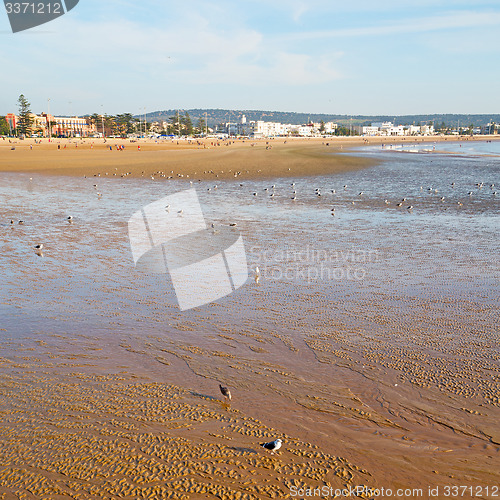 Image of abstract in morocco  sea africa ocean wave and  bird