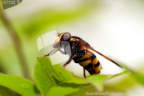Image of hover fly