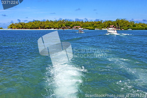 Image of beach ile du cerfs seaweed in indian ocean  palm