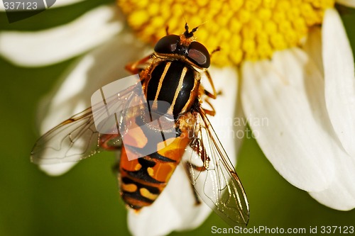 Image of hover fly