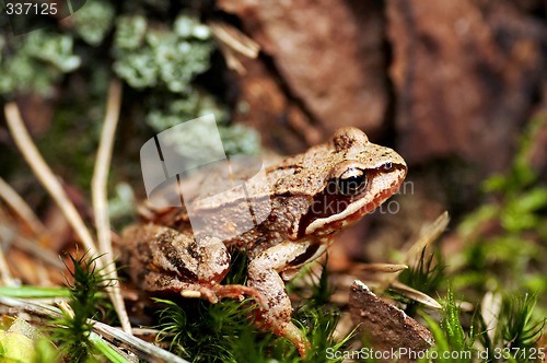 Image of common frog