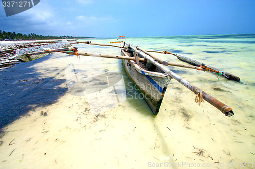 Image of zanzibar beach  seaweed in indian ocean  