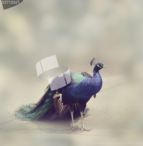Image of Beautiful Peacock