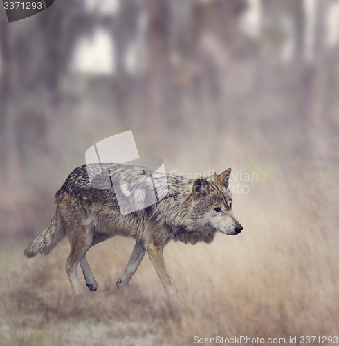 Image of Grey Wolf (Canis lupus)