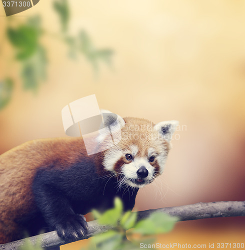 Image of Red Panda