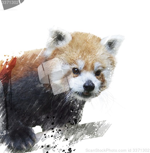 Image of Red Panda Watercolor