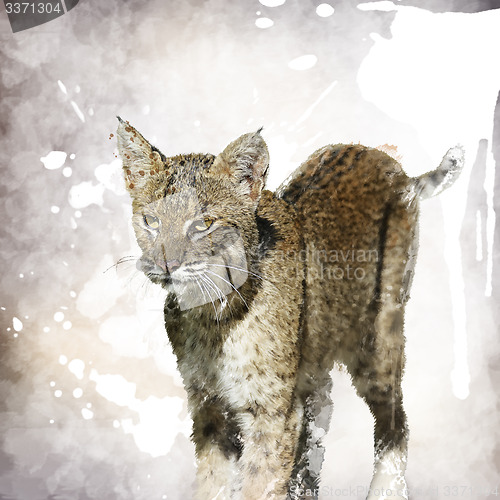 Image of Bobcat Watercolor