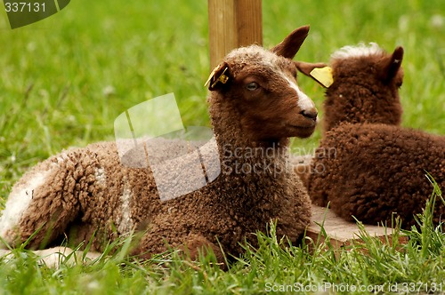 Image of resting lamb