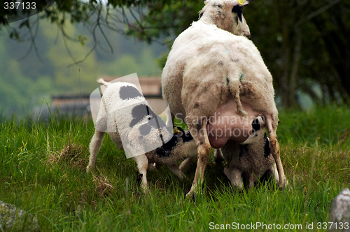 Image of suckling twins