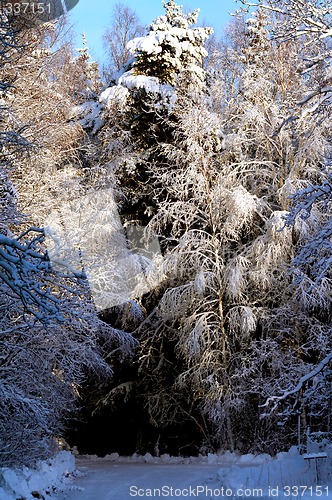 Image of winter forest