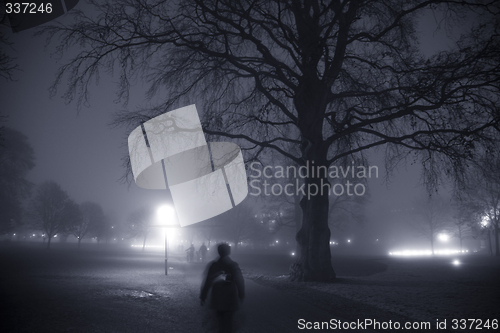 Image of Foggy evening in the park.