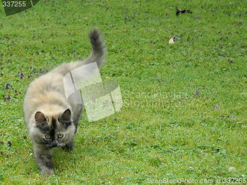 Image of Hunting cat