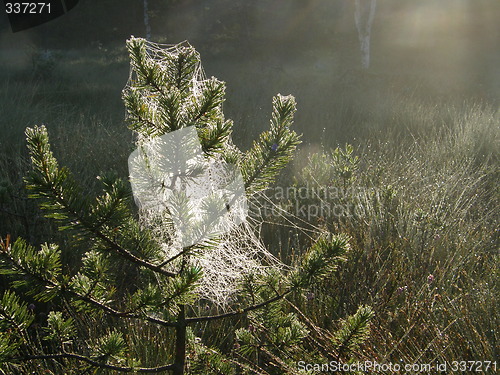 Image of spiderweb in pine