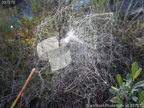 Image of spiders web