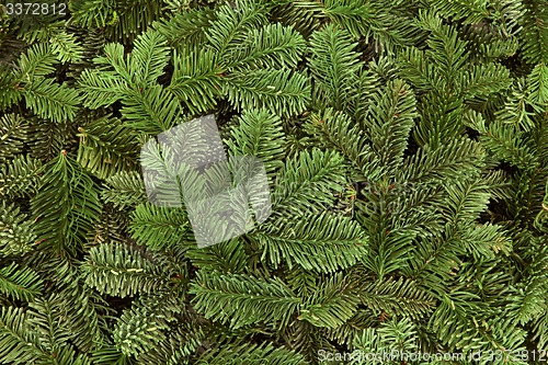 Image of Blue Spruce Fir