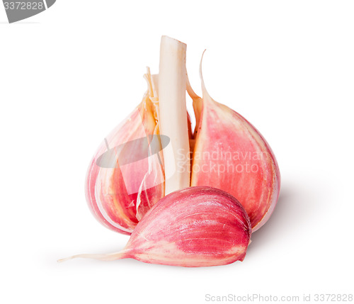 Image of Half of head and one garlic clove