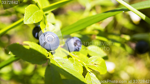 Image of Natural huckleberries in wild forest