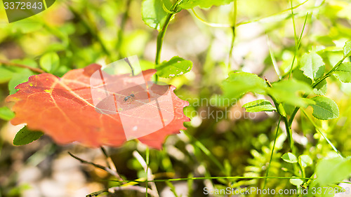 Image of Tiny red ant on leaf in forest