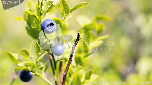 Image of Wild huckleberries in forest