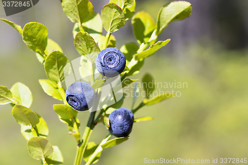 Image of Natural wild huckleberries branch in forest