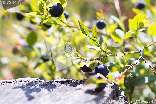 Image of Natural huckleberries bush