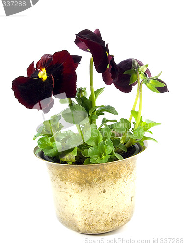 Image of pansy