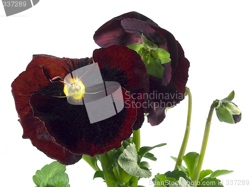 Image of pansy