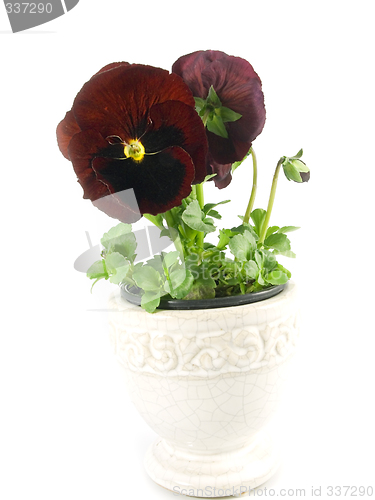 Image of pansy