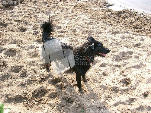 Image of wet dog on sand beach