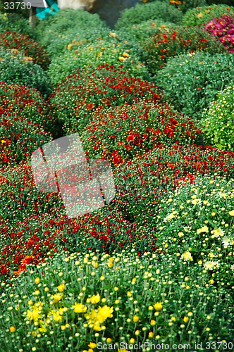 Image of Fall Mums