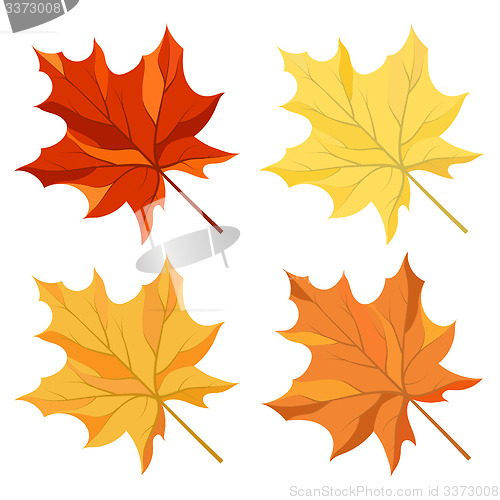 Image of Maple leaves set