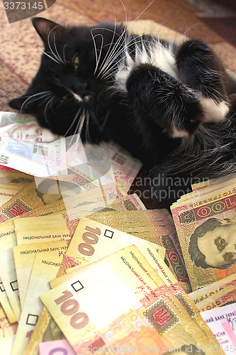 Image of cat lying on the carpet with Ukrainian money