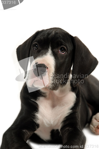 Image of Puppie on white background