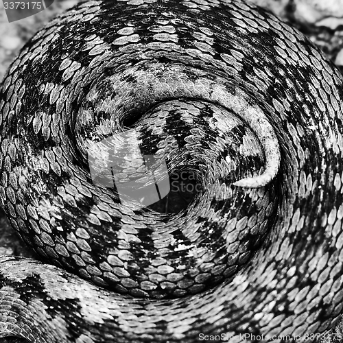 Image of artistic view of Vipera berus pattern