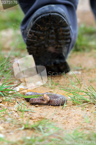 Image of tourist risking to get bitten by adder